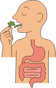 Broccoli cress kauwen zet glucosinolaten om in sulforafaan