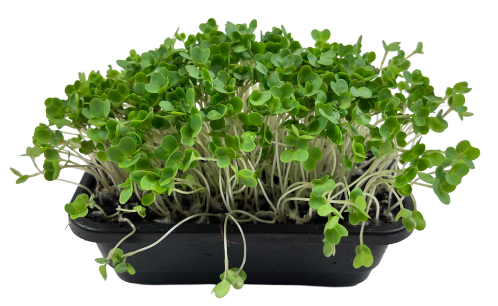 Broccoli Cress