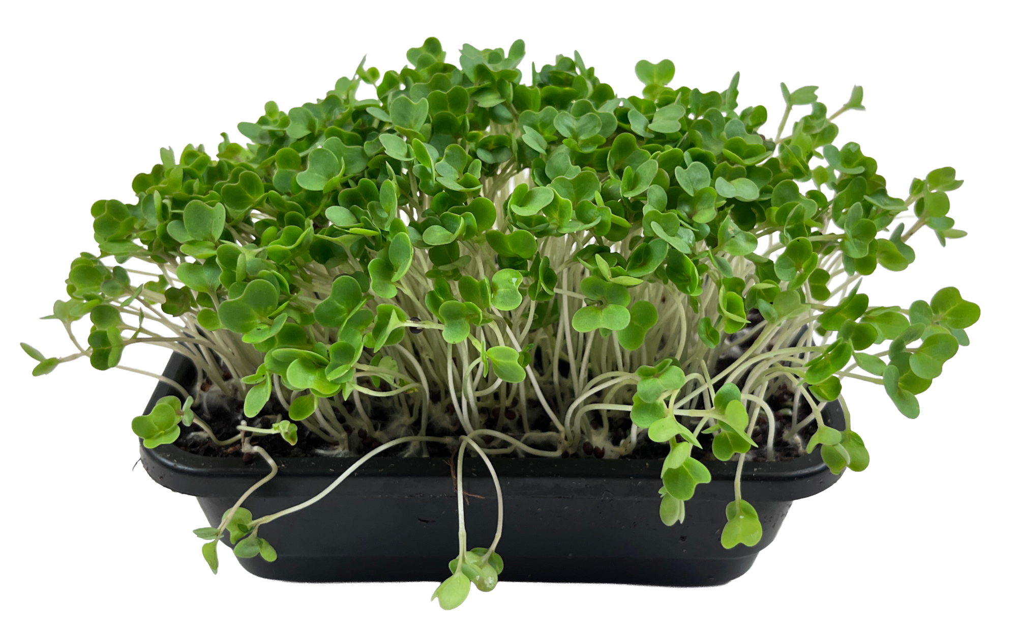 Bakje verse broccoli cress – 5 per week bij je abonnement